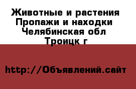 Животные и растения Пропажи и находки. Челябинская обл.,Троицк г.